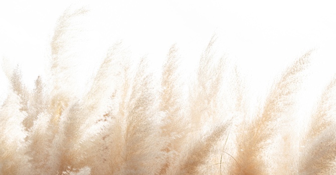 Electrostimulation Acupuncture Private Session